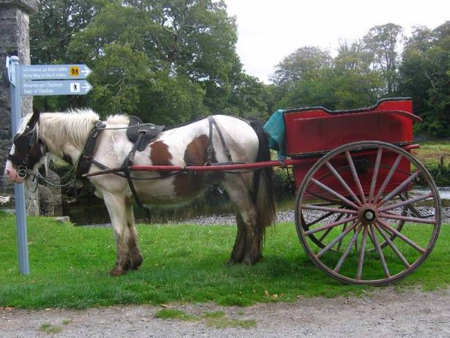 Jaunting Cart