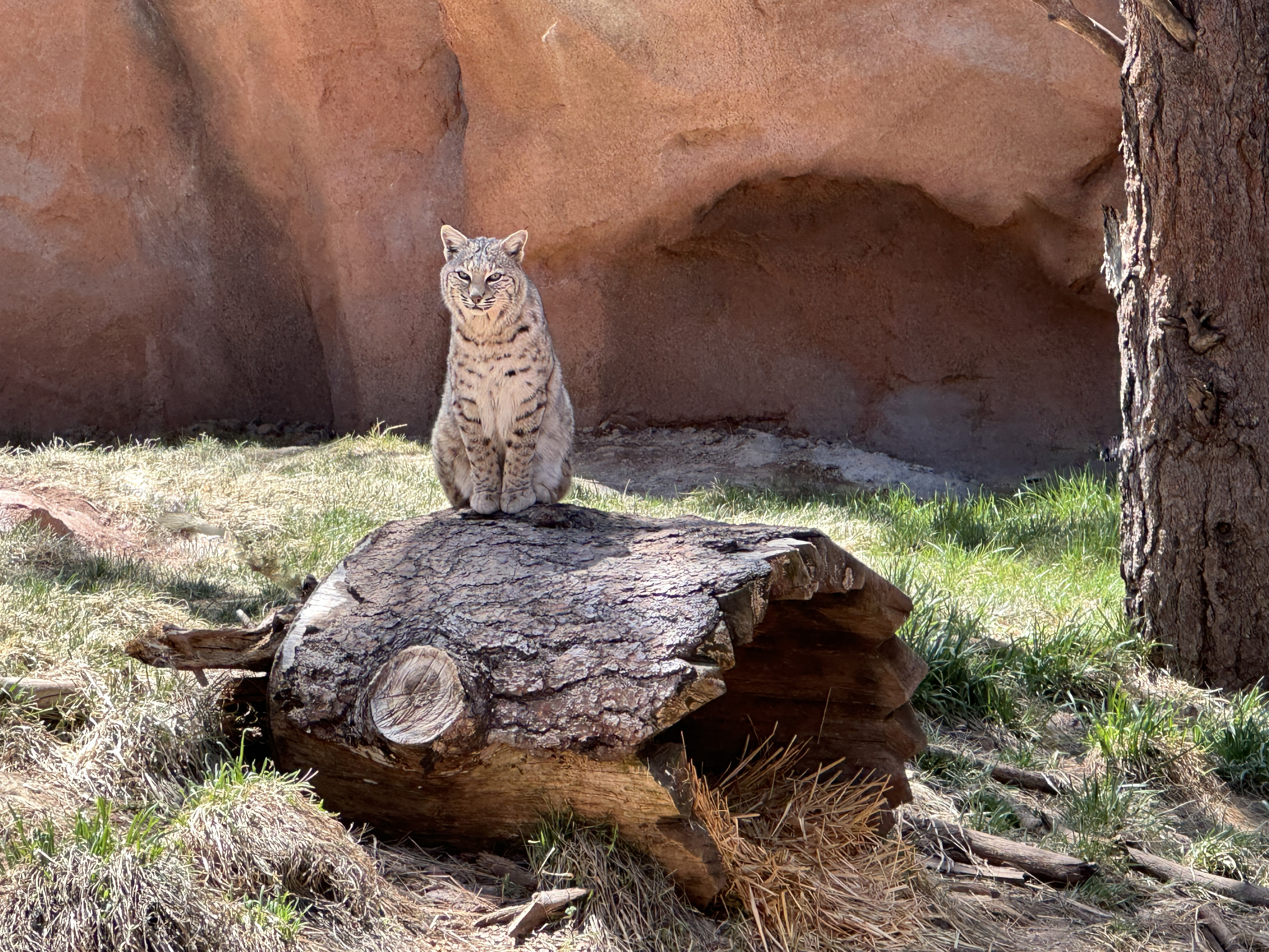 Bobcat