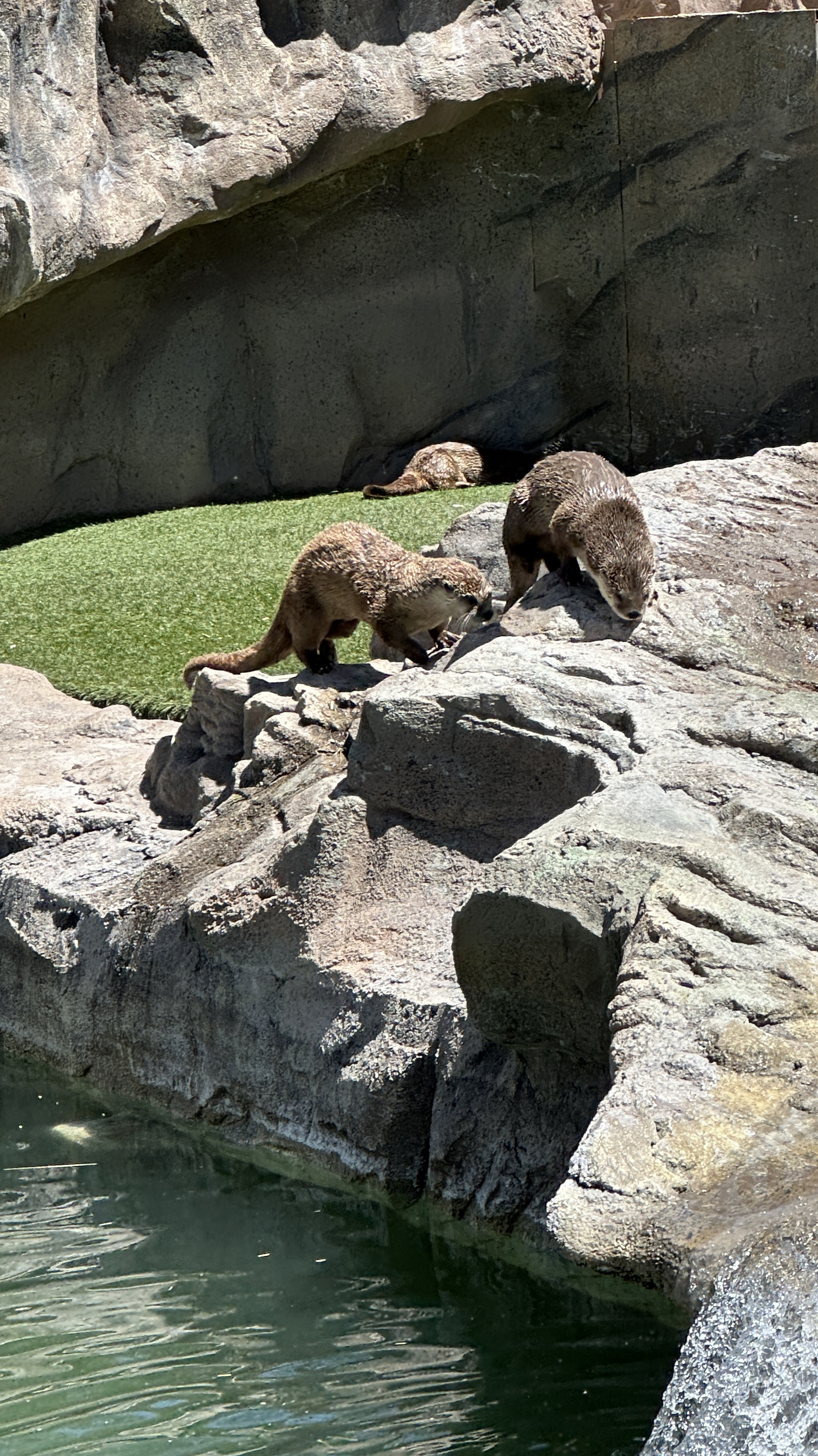 North American River Otter