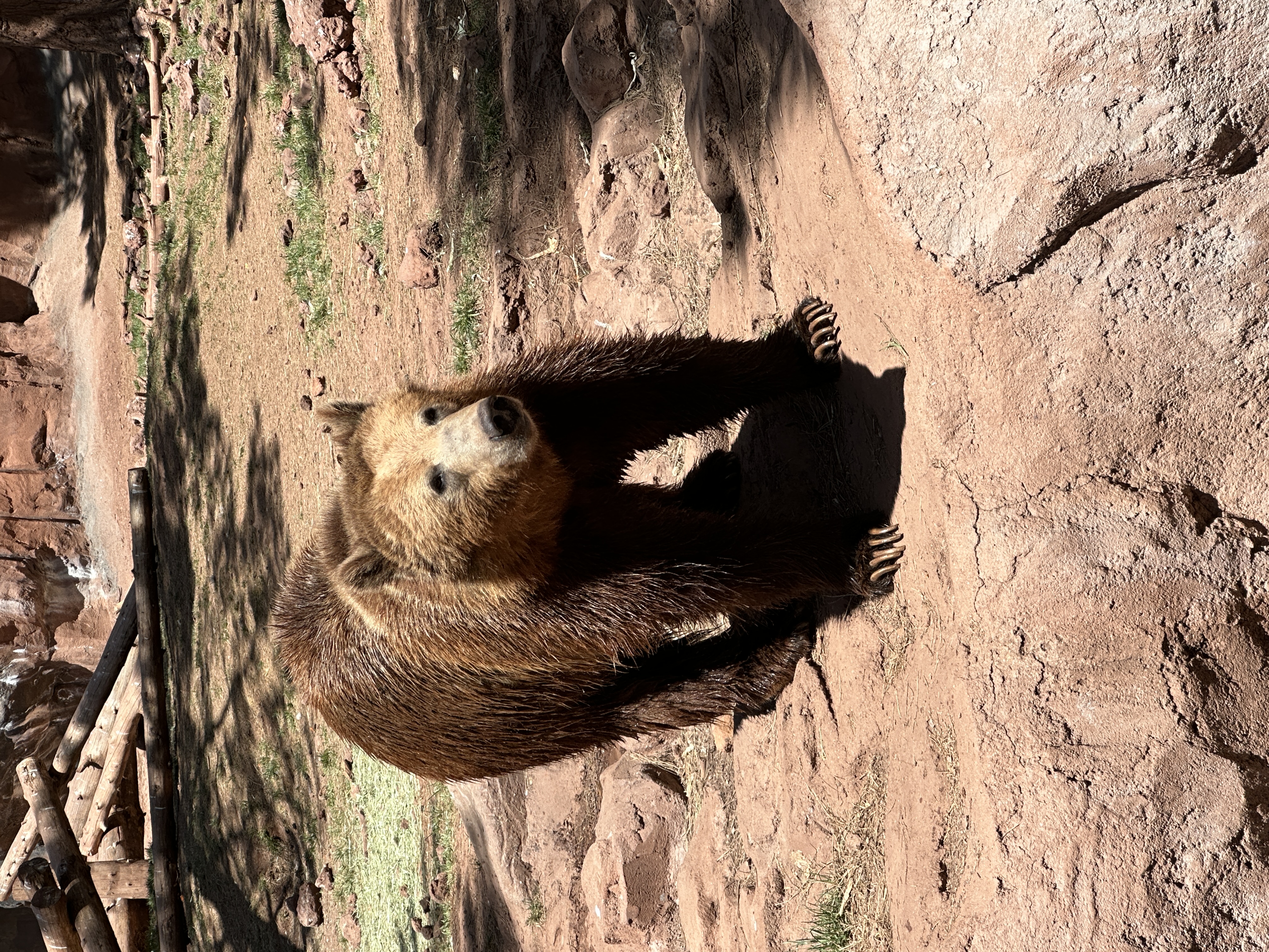 3 Year Old Grizzly Bear