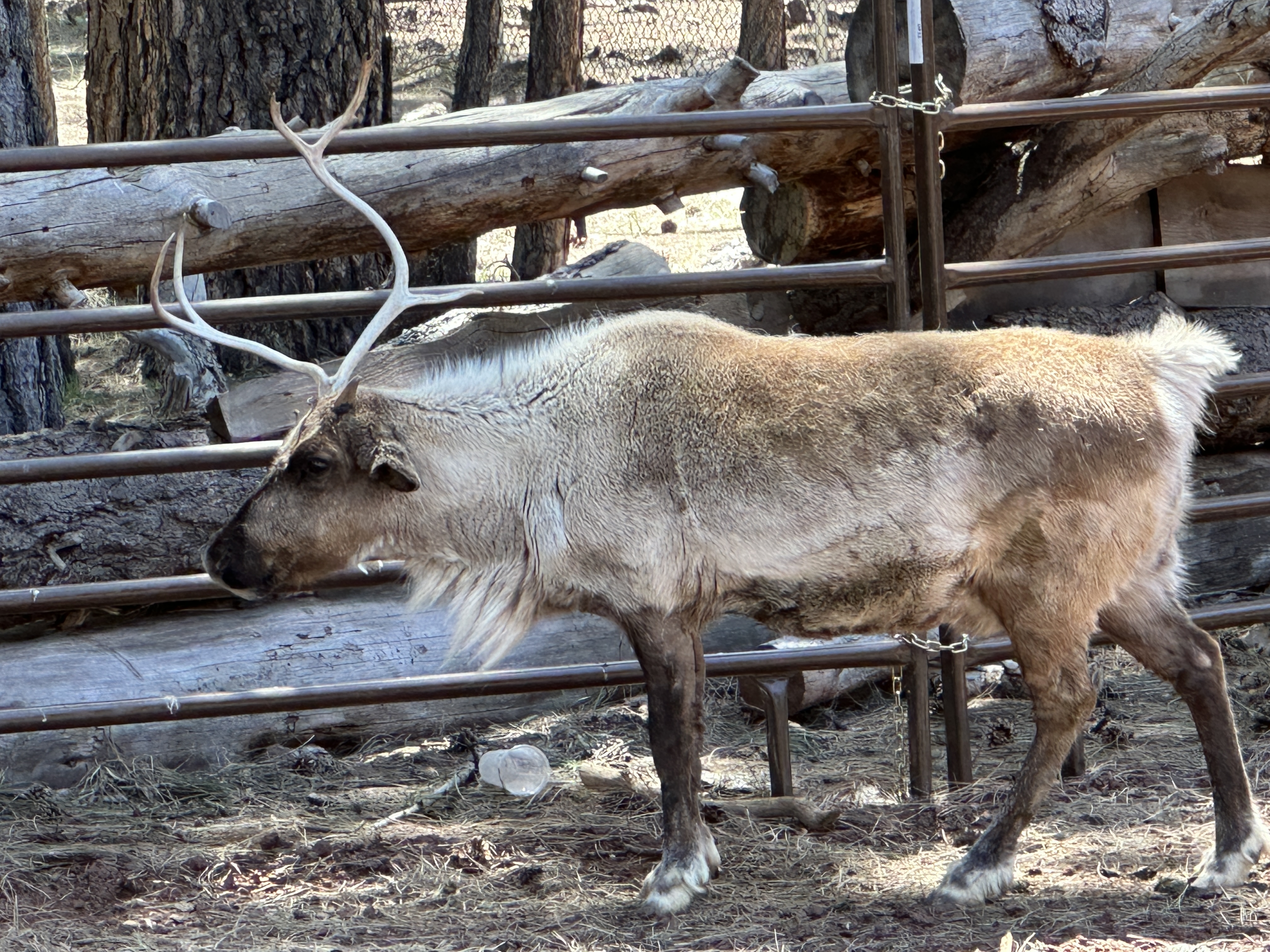 Caribou (Reindeer)