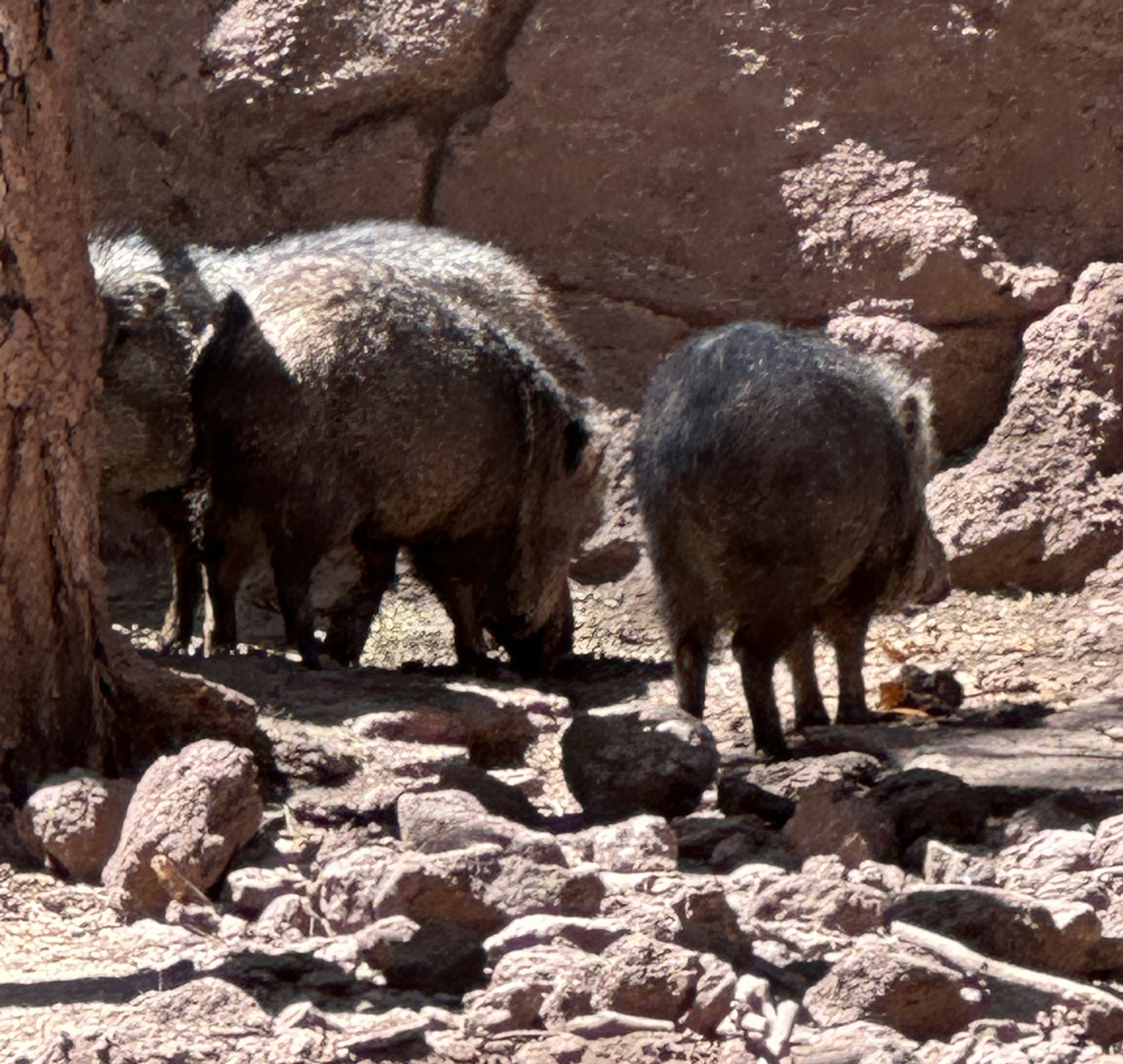 Javelina