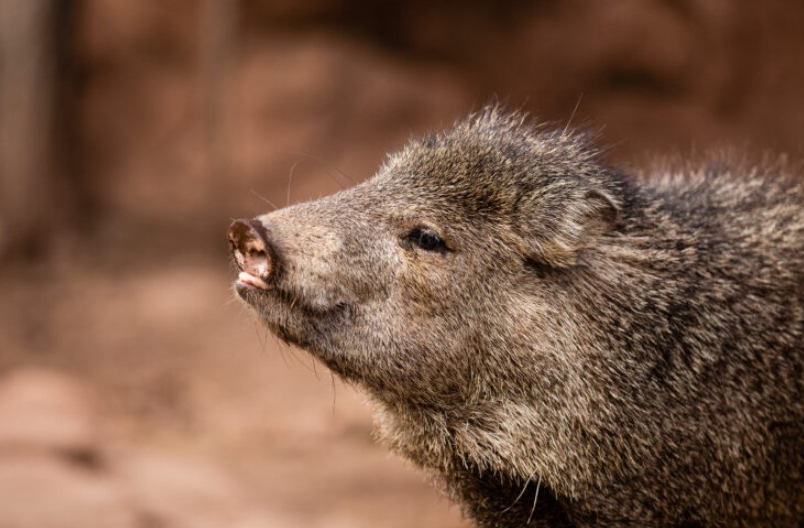 Javelina