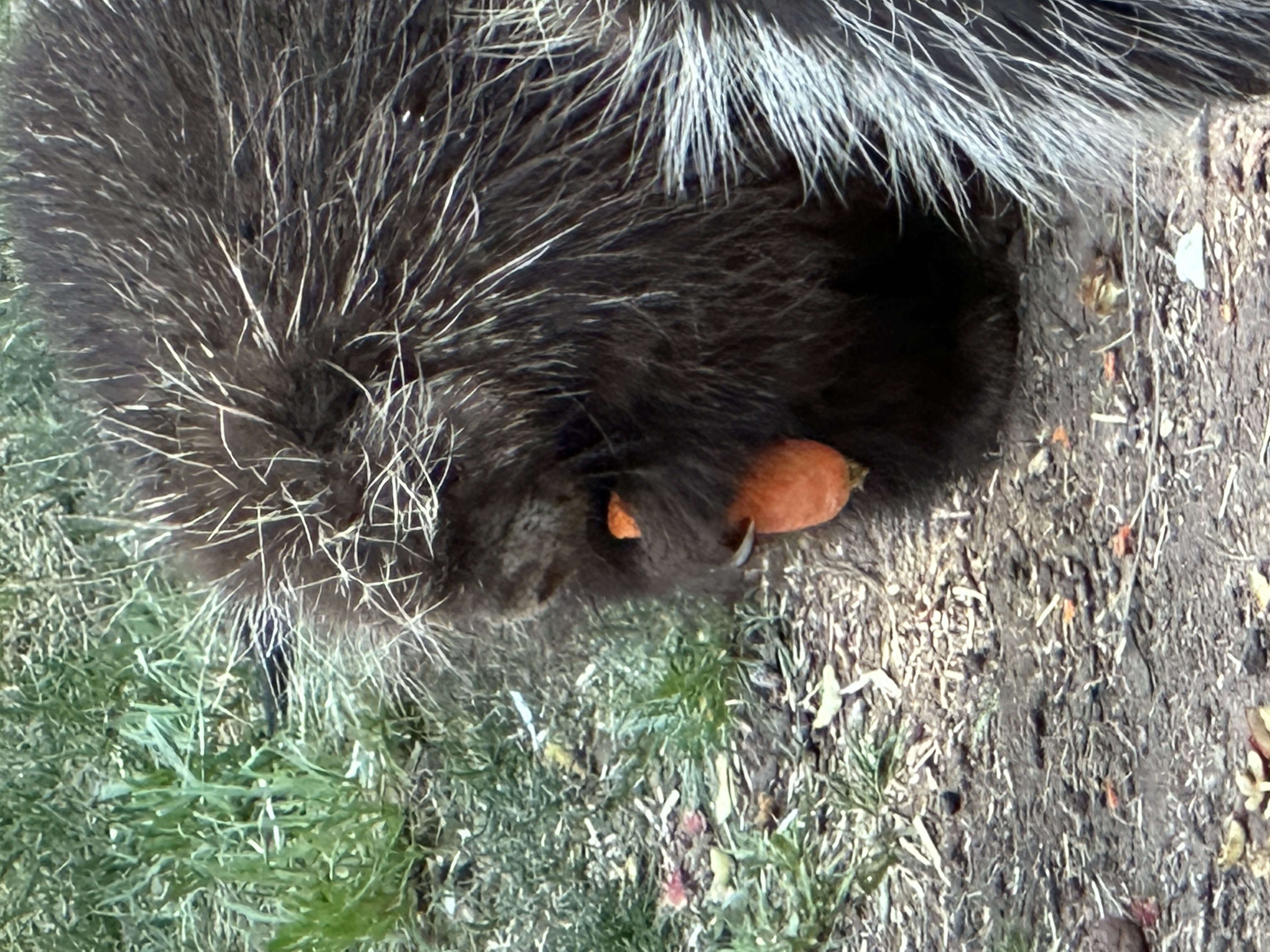 North American Porcupine