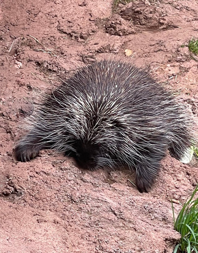 North American Porcupine