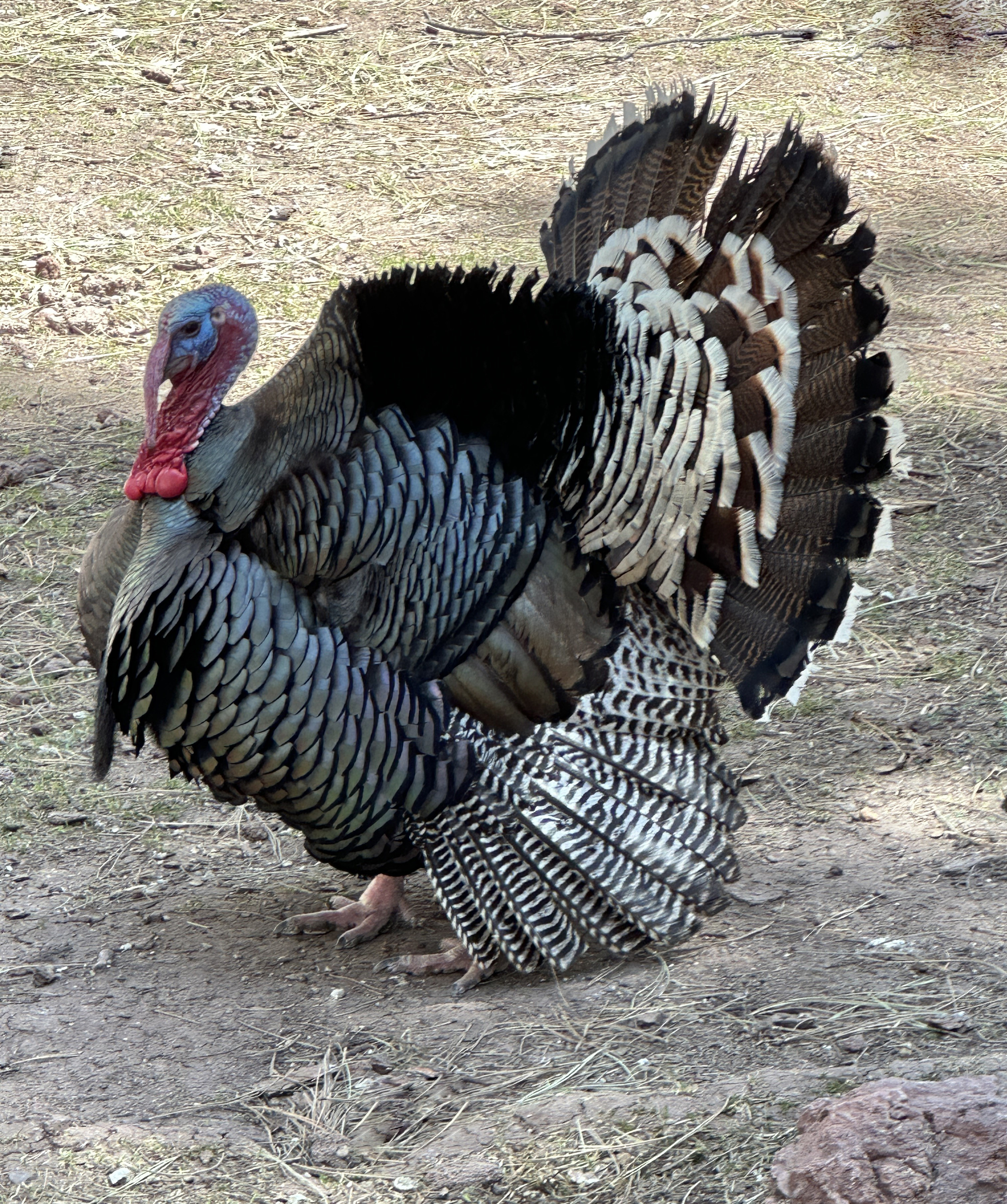 Wild Turkey