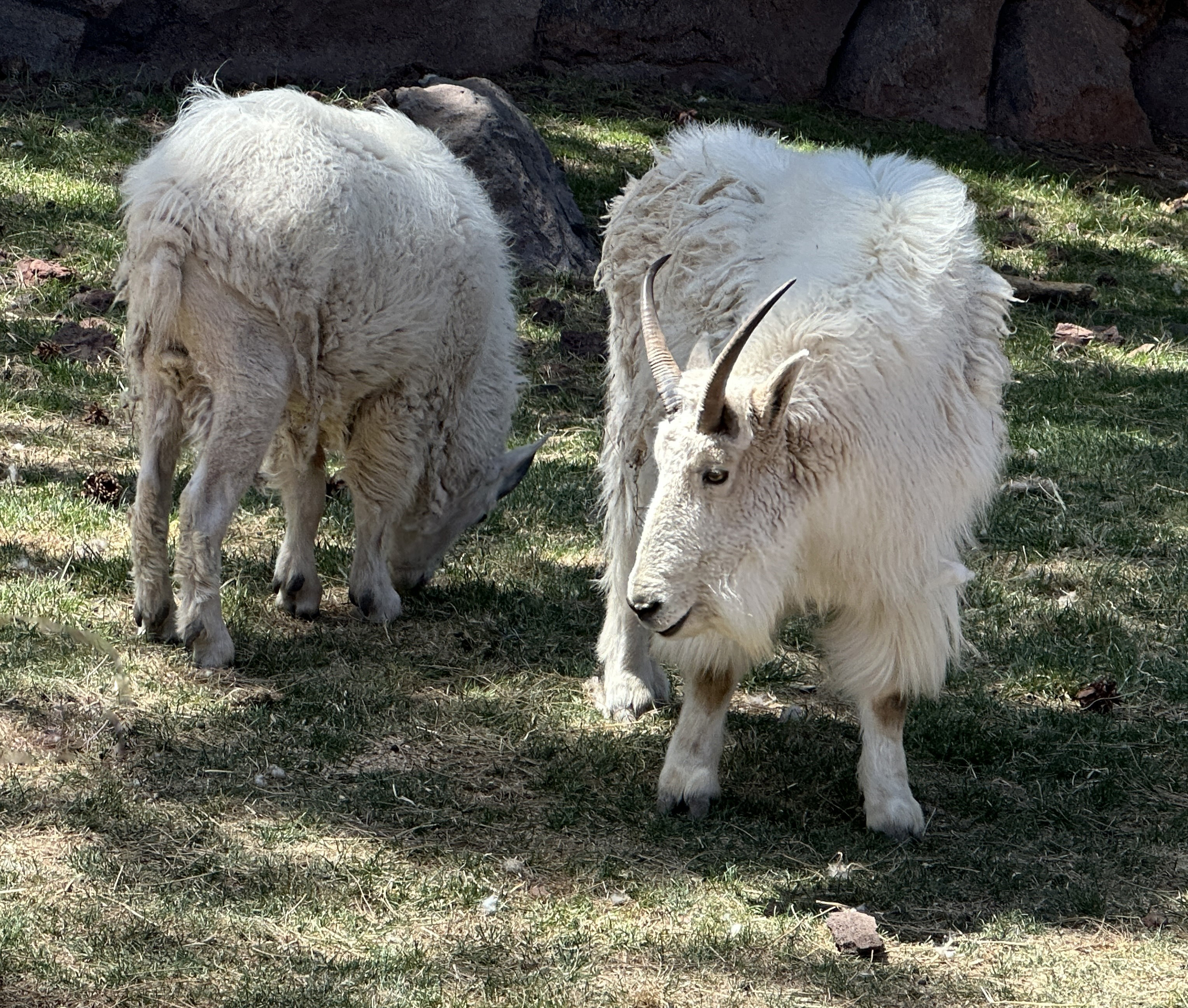 Rocky Mountain Goat