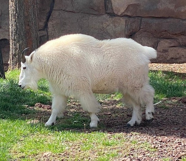 Rocky Mountain Goat