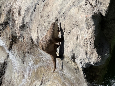  North American River Otter