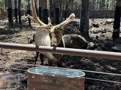 Rocky Mountain Elk