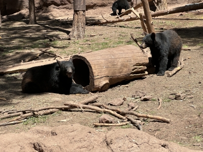 Black Bears