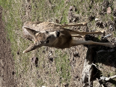 Young Mule Deer