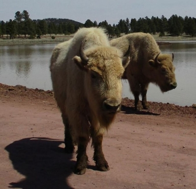  White Bison