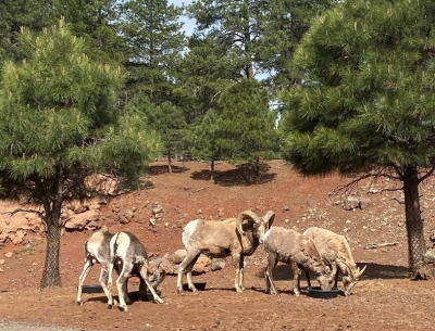  Bighorn Sheep