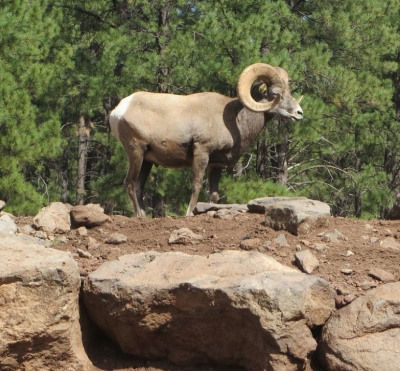  Bighorn Sheep