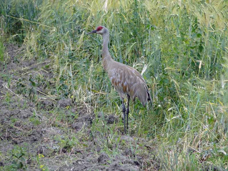 Sandhill Crane