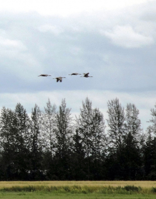 Sandhill Cranes