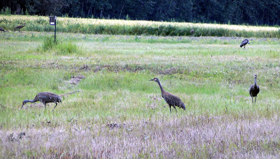 Sandhill Cranes