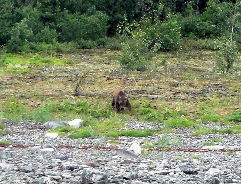 Grizzly Bear