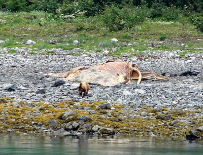 Grizzly Bear / Beached Whale