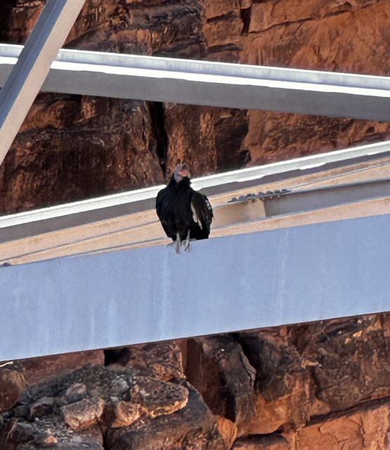 California Condor