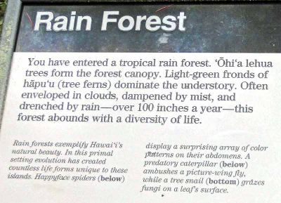 Rain Forest