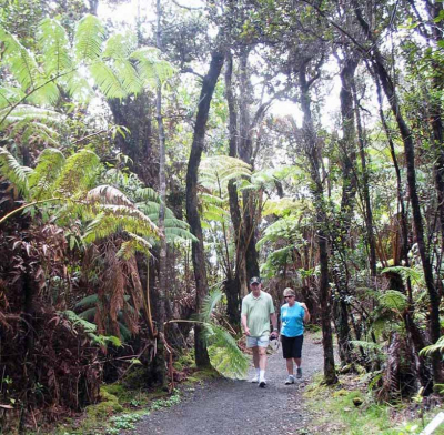 Rain Forest