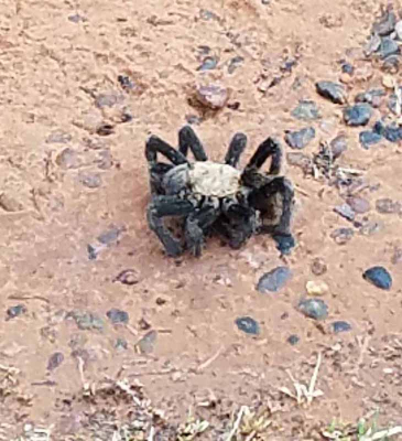 Local Tarantula