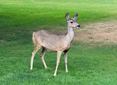 Mule Deer