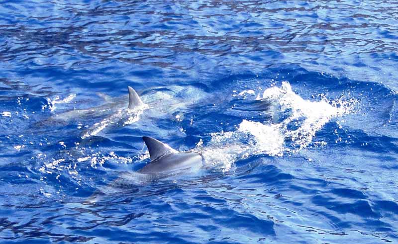 Spinner Dolphins