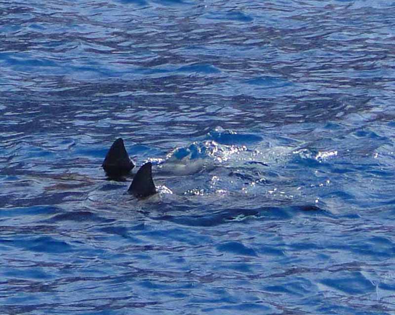 Spinner Dolphins