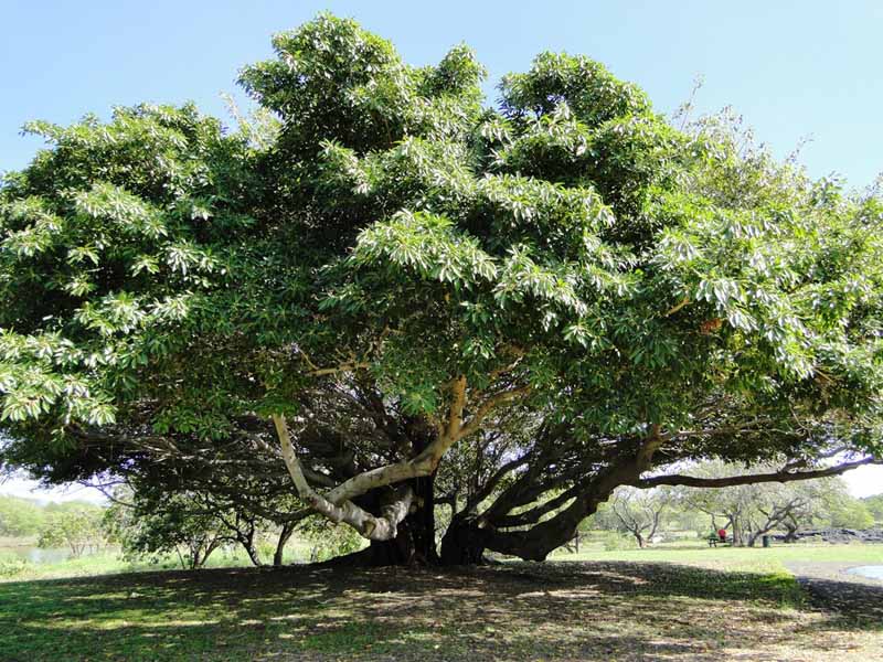 Banyan Tree