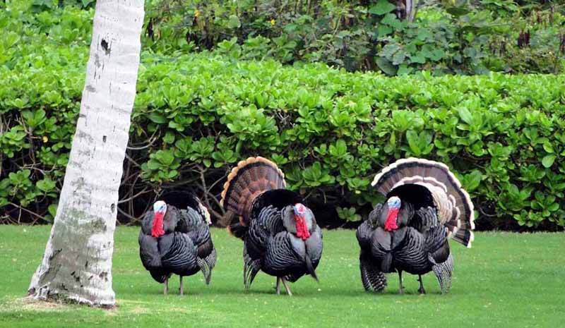 Resident Turkeys