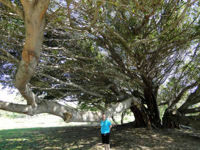 Banyan Tree