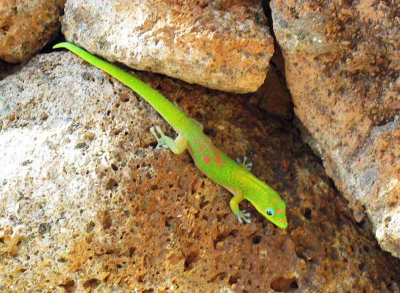 Resident Gecko