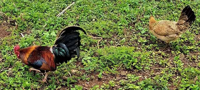 “Official” birds of the Garden Island are feral chickens