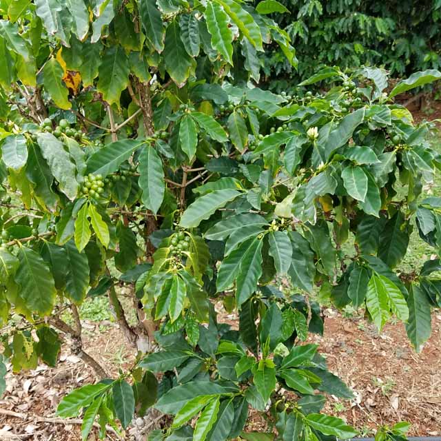 Coffee Beans Plant