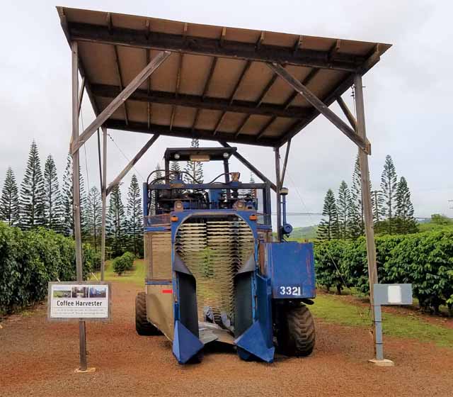 Coffee Bean Picker