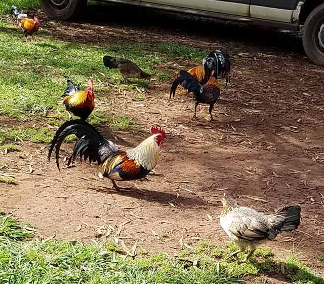 “Official” birds of the Garden Island are feral chickens