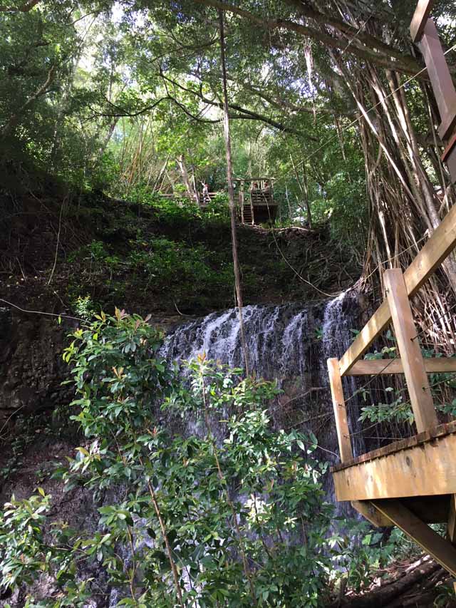 Tree Line Zip Line Course