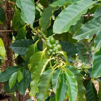 Coffee Beans Plant