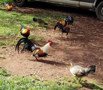  “Official” birds of the Garden Island are feral chickens