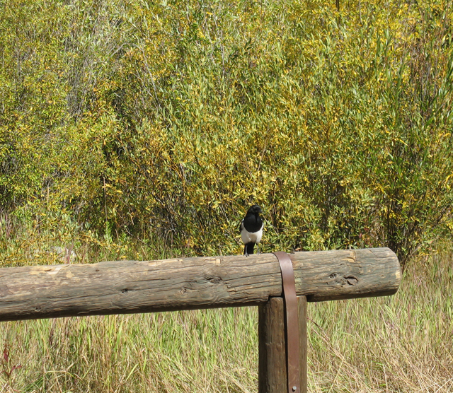 Black Billed Magpie