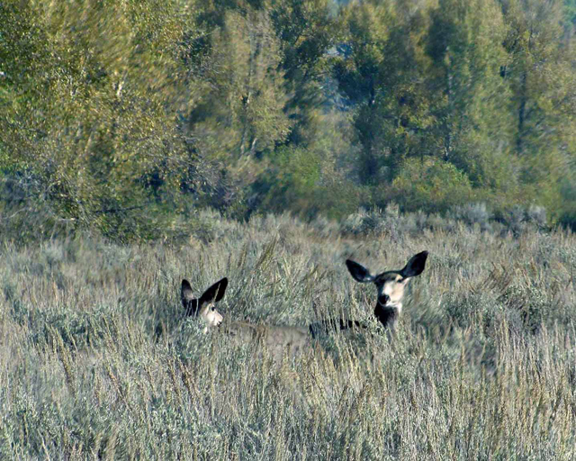 Mule Deer