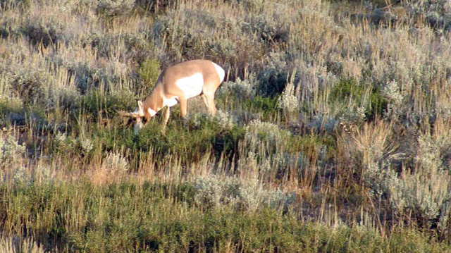 Pronghorn