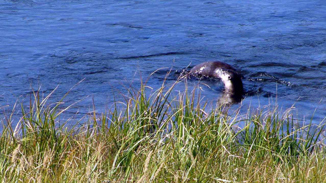 Otters