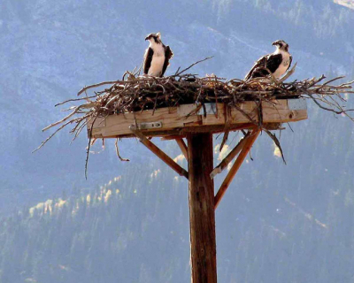 Osprey