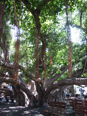 Banyan Tree