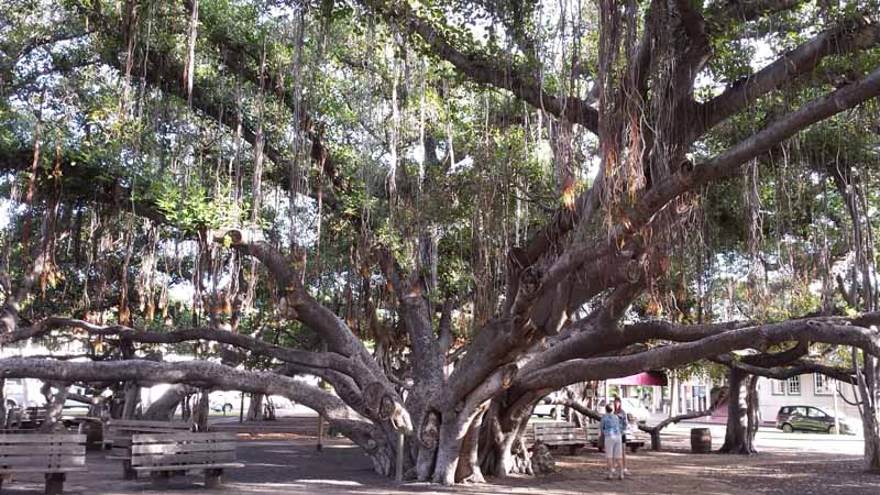 Lahina Banyan Tree