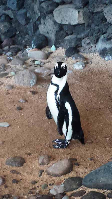 African Black Footed Penguin